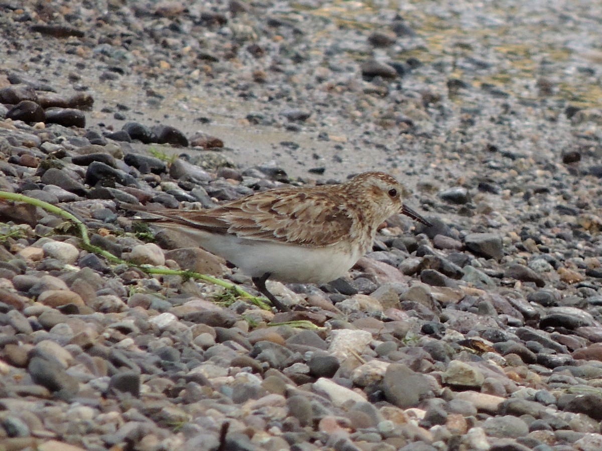 Baird's Sandpiper - ML644038145
