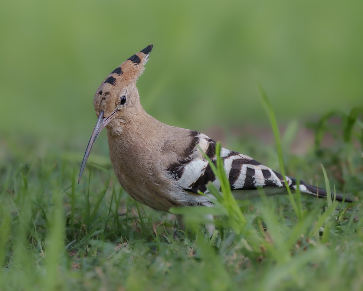 Eurasian Hoopoe - ML644038162