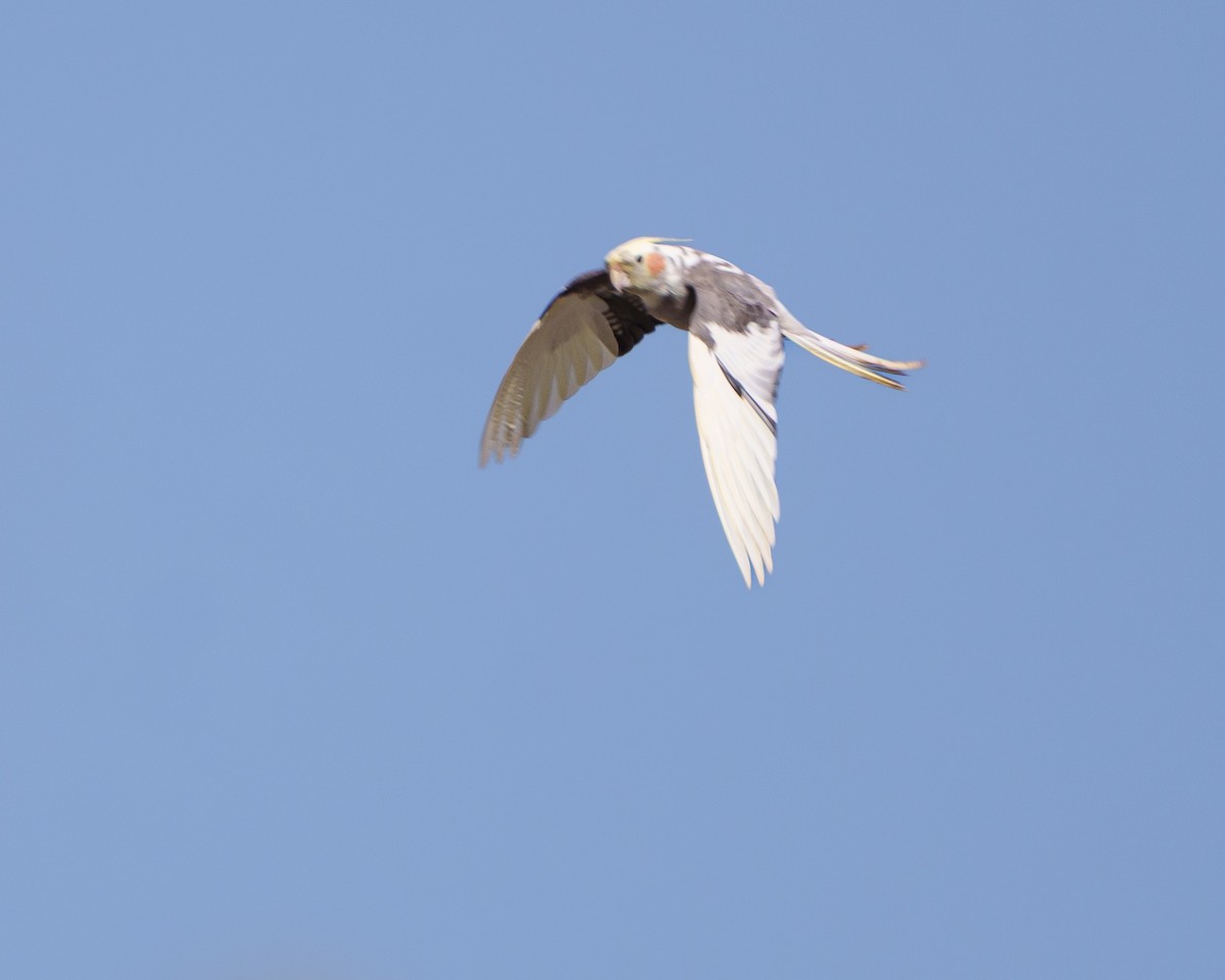 Calopsitta - ML644038170