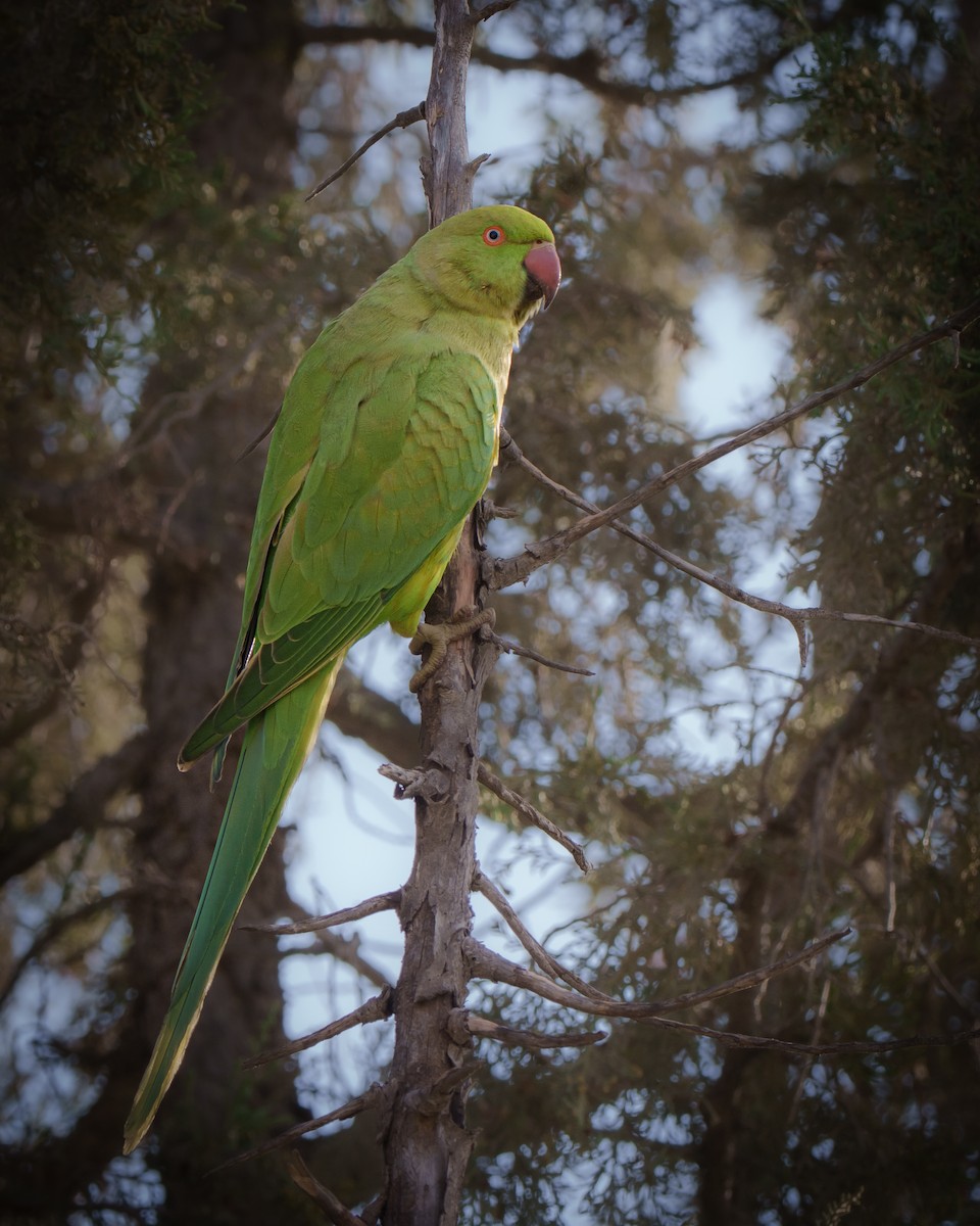 Parrocchetto dal collare - ML644038189