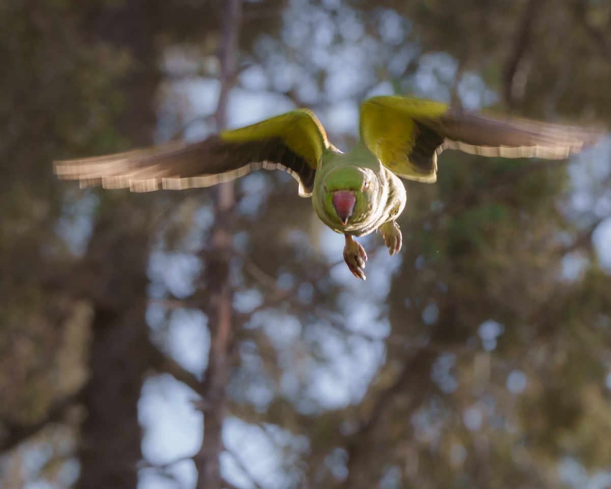 Parrocchetto dal collare - ML644038190