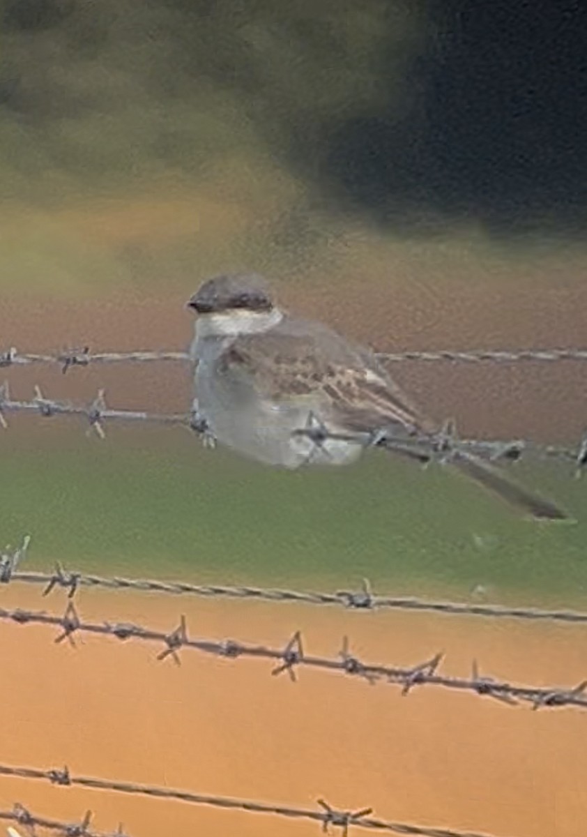 Gray Kingbird - ML644038193