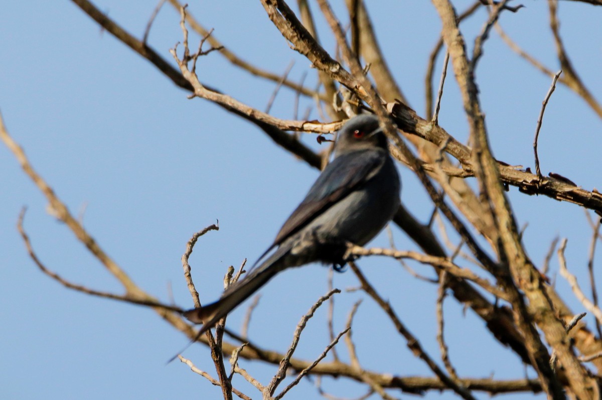 Ashy Drongo - ML644038199