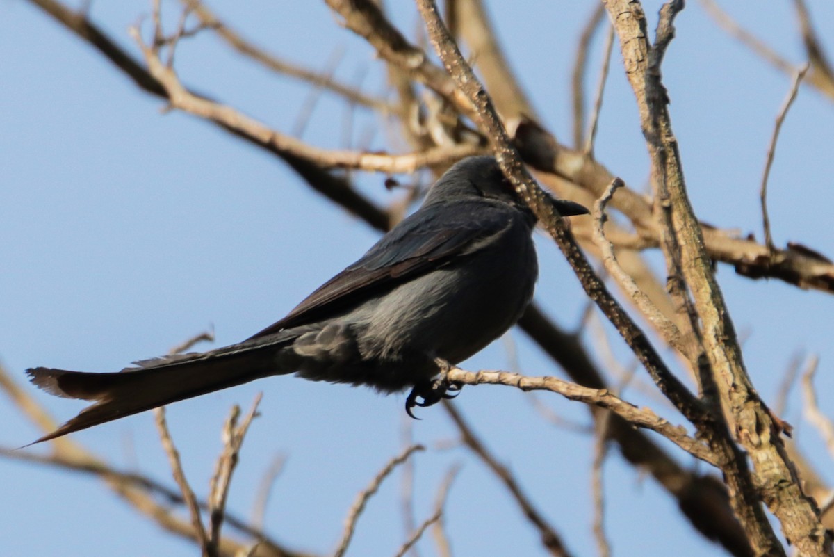 Ashy Drongo - ML644038200
