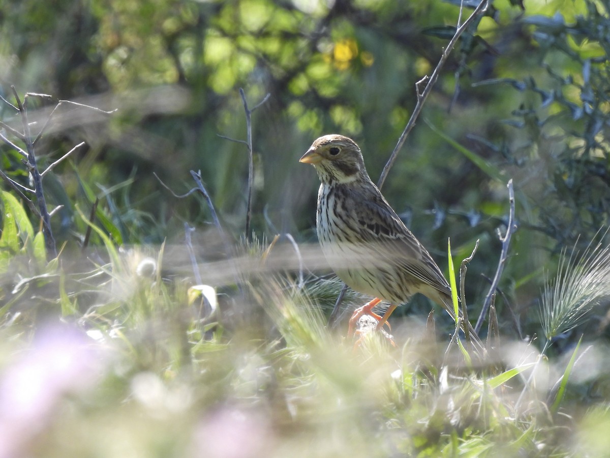 Corn Bunting - ML644038206