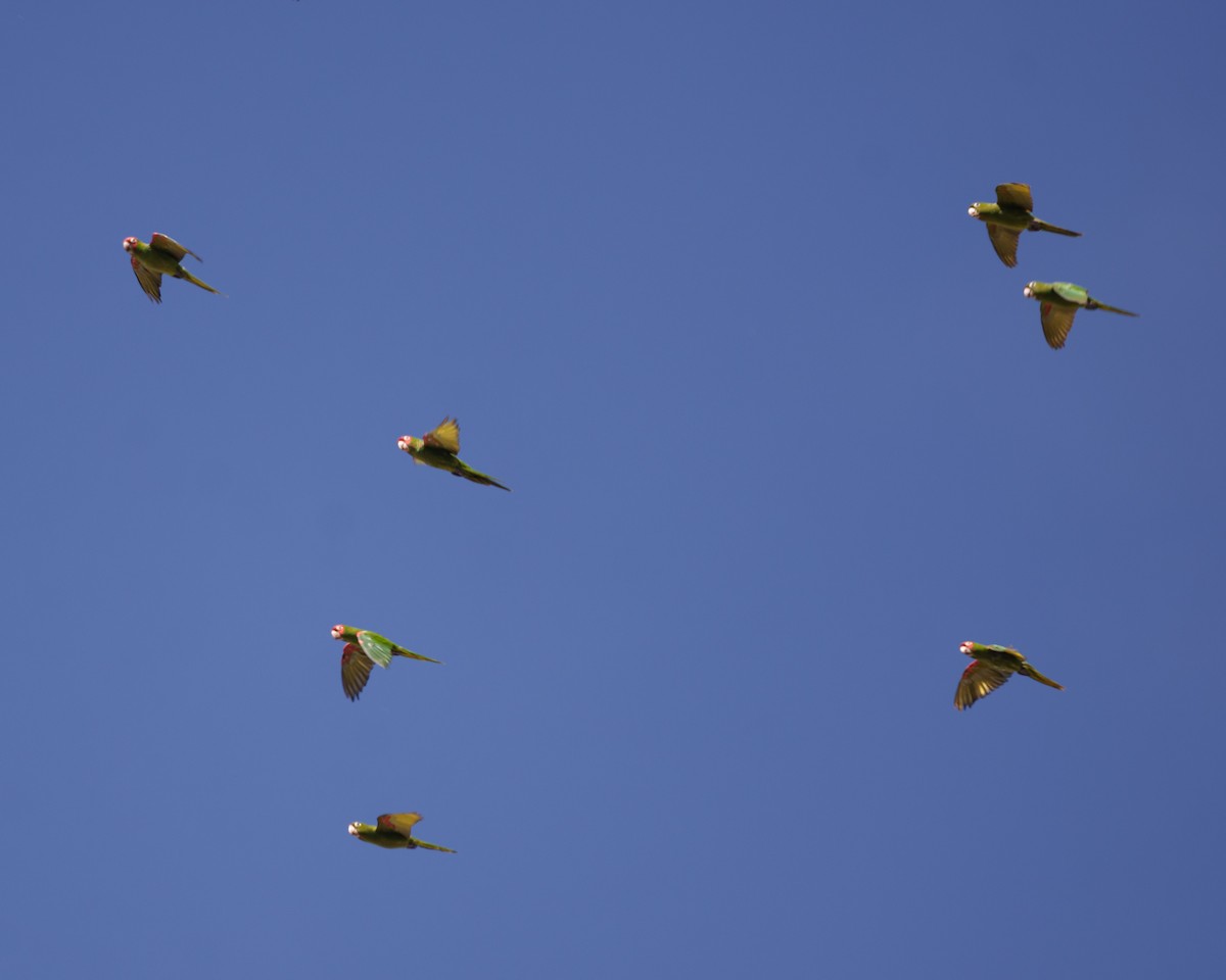 Red-masked Parakeet - ML644038207