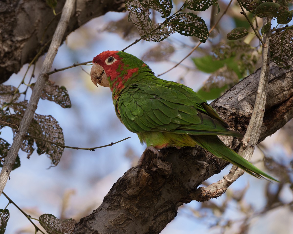 Red-masked Parakeet - ML644038208