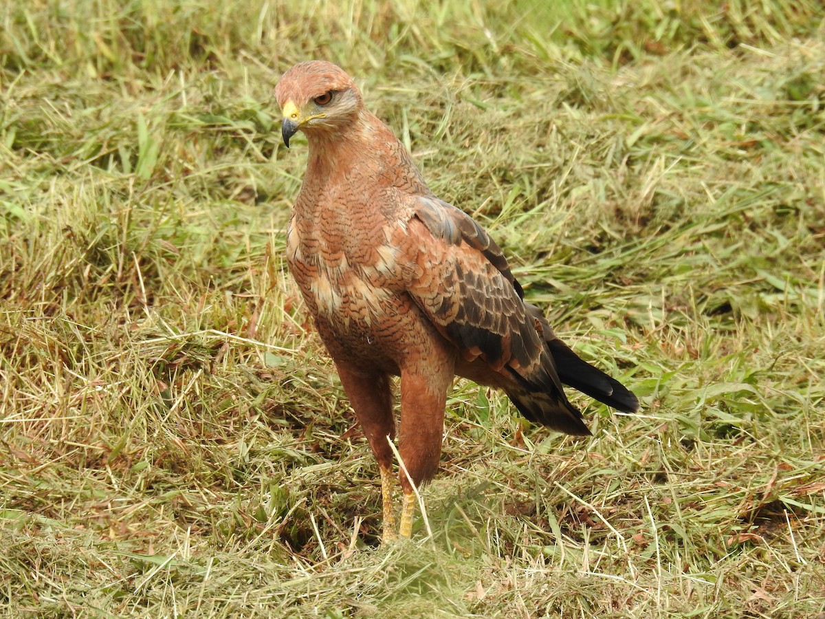 káně savanová - ML644038222