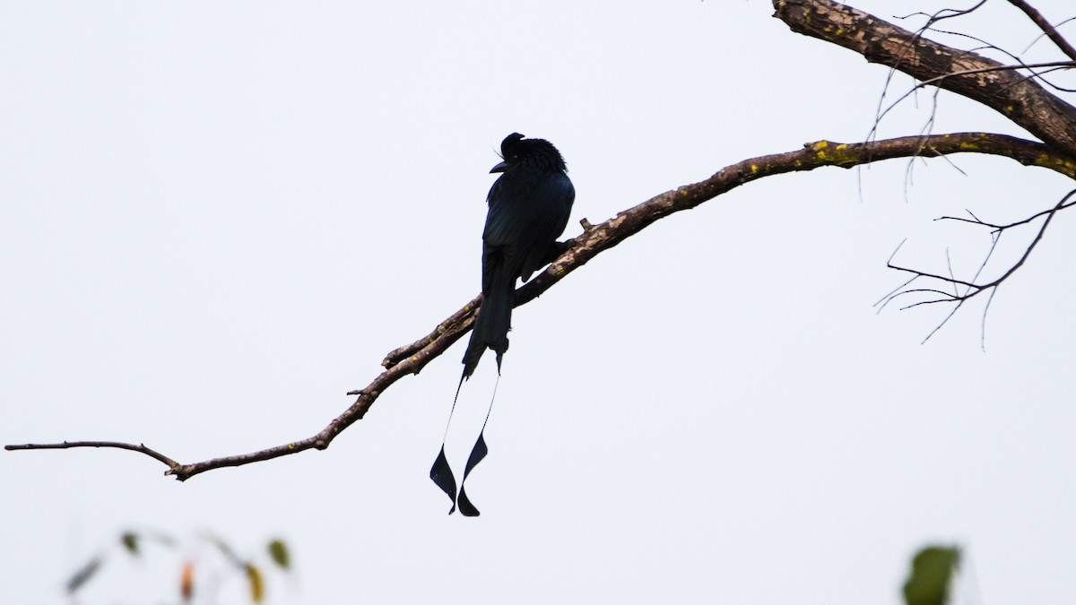 Greater Racket-tailed Drongo - ML644038230