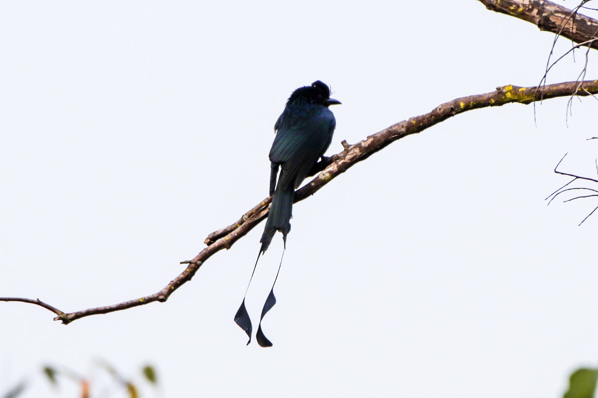 Greater Racket-tailed Drongo - ML644038231