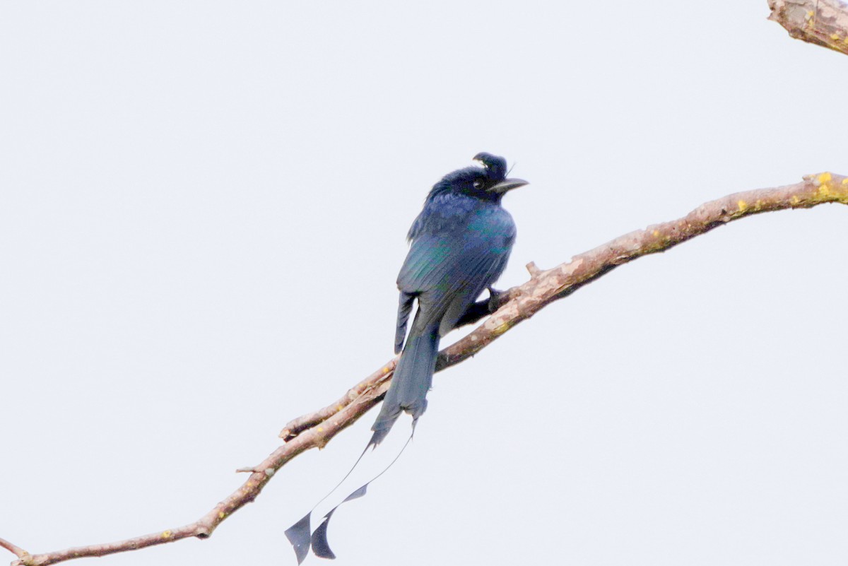 Greater Racket-tailed Drongo - ML644038232