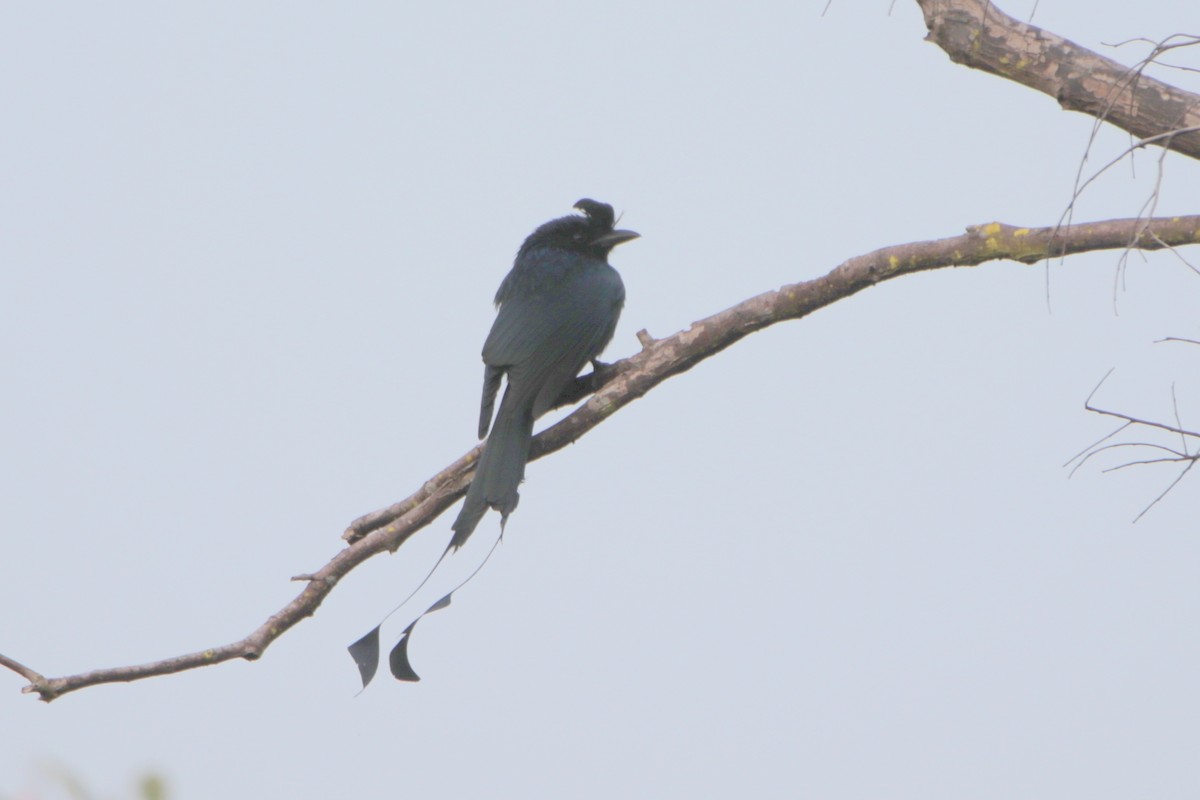 Greater Racket-tailed Drongo - ML644038233