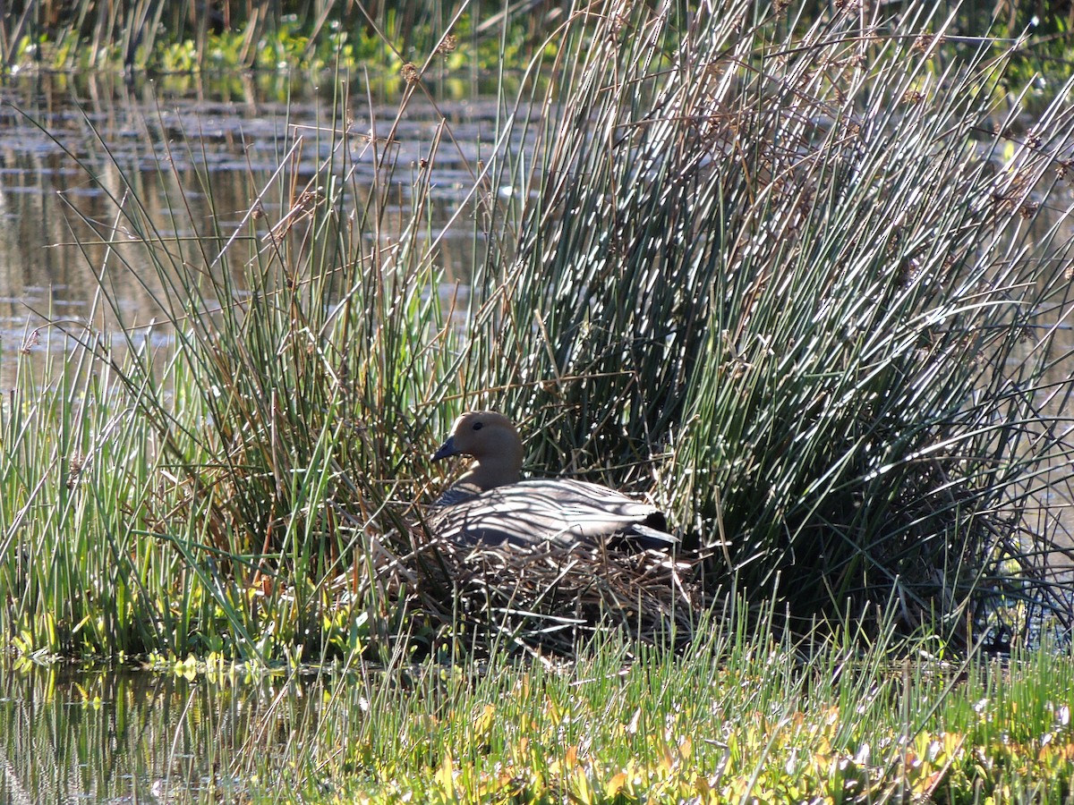 Upland Goose - ML644038240