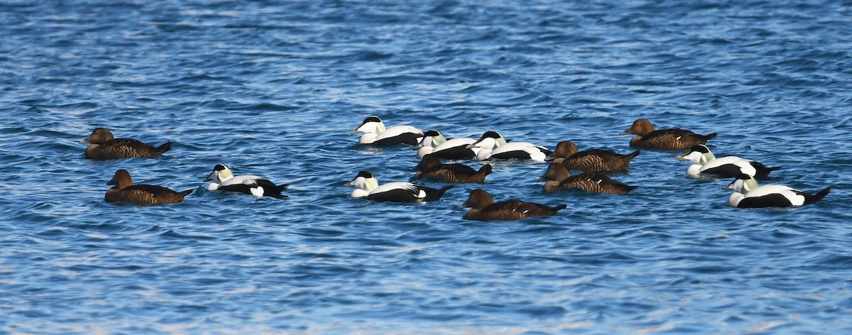 Common Eider - ML644038244