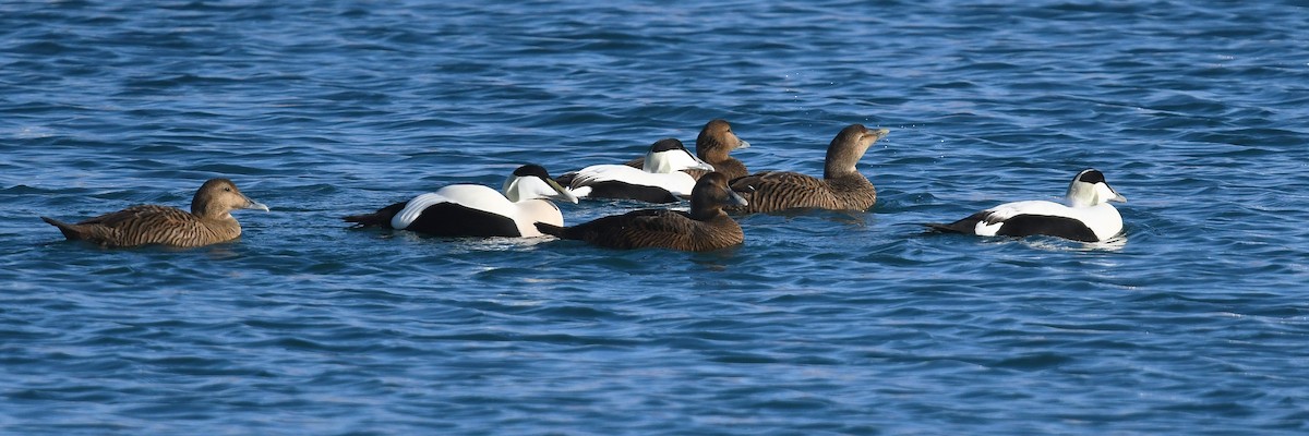 Common Eider - ML644038249