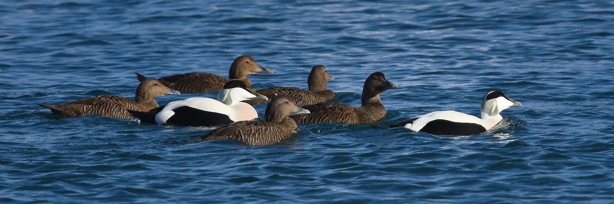 Common Eider - ML644038253