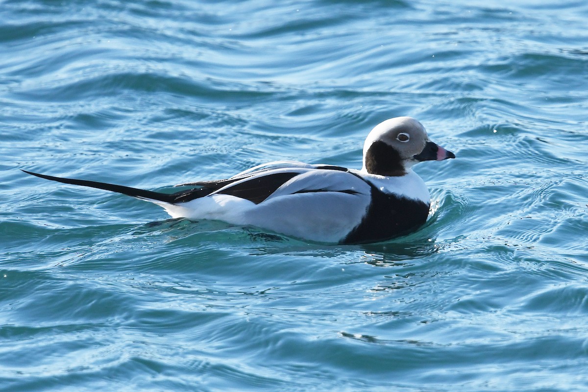 Мөнгөлөг шунгаахай - ML644038256