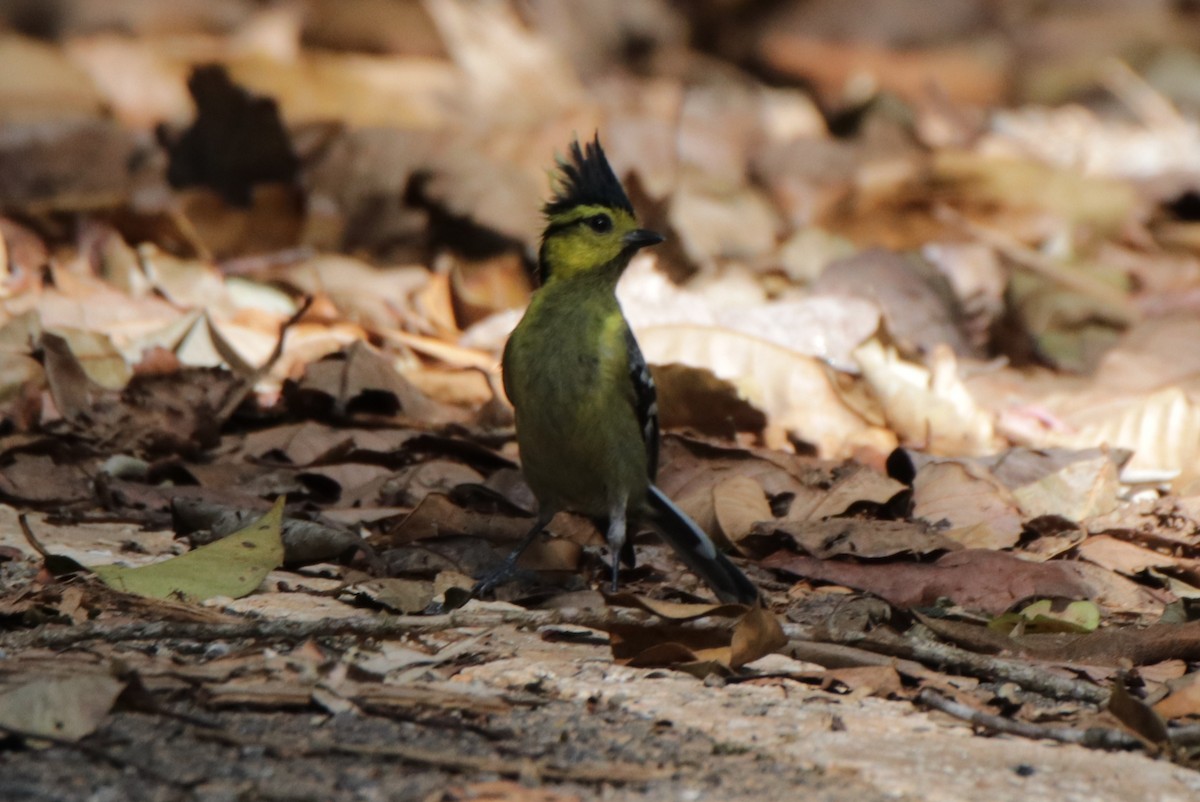 Mésange à dos tacheté - ML644038263