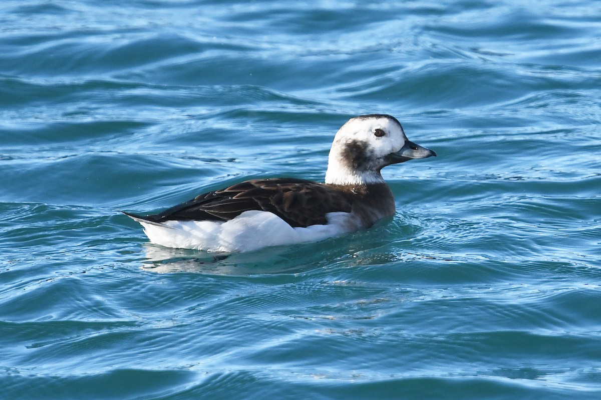 Мөнгөлөг шунгаахай - ML644038273