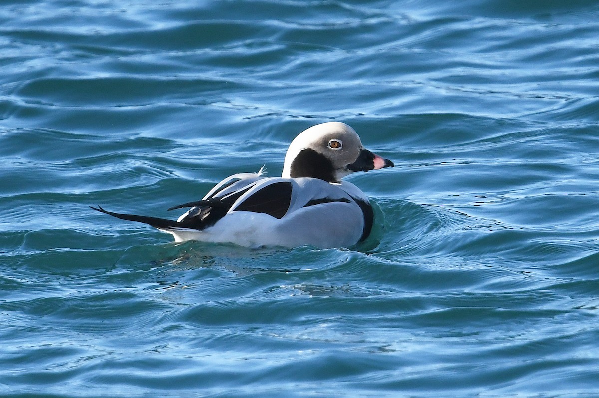 Мөнгөлөг шунгаахай - ML644038281