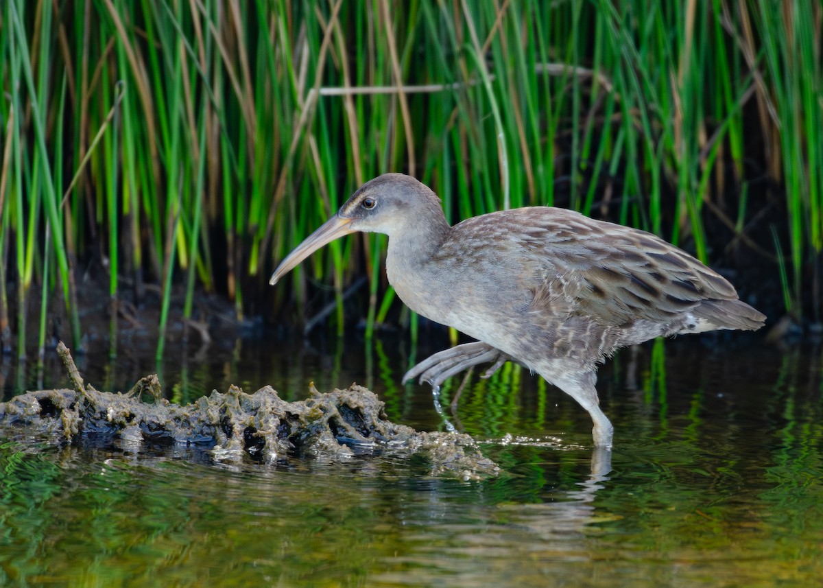 Clapper Rail - ML644038284