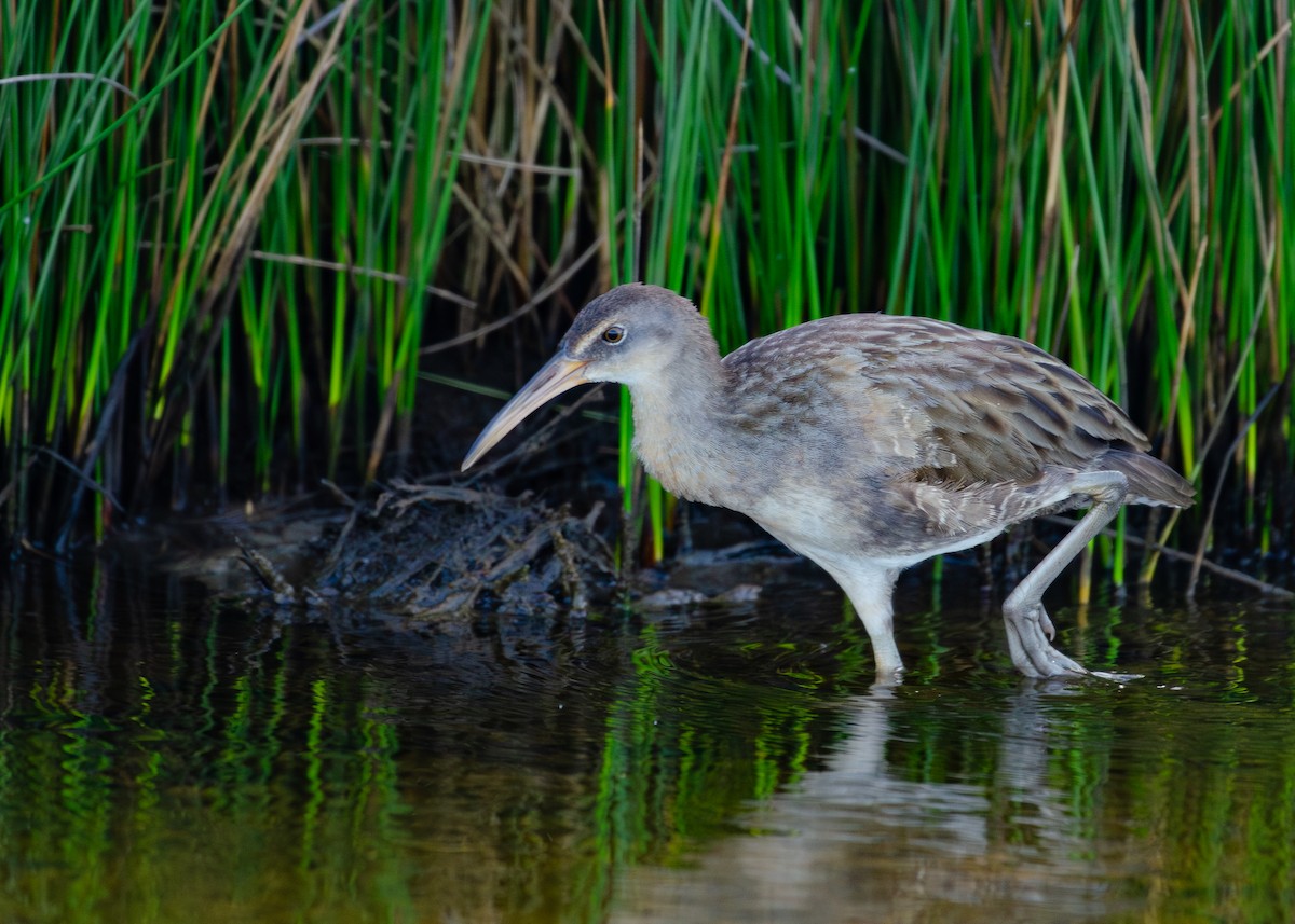 Clapper Rail - ML644038286