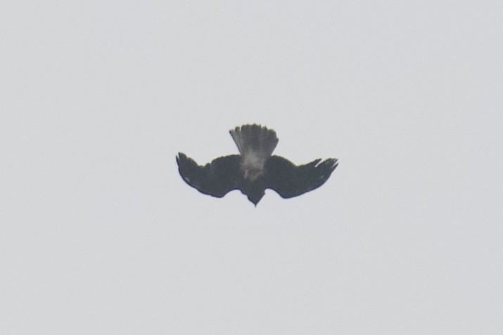 Бахим бүргэд - ML644038288