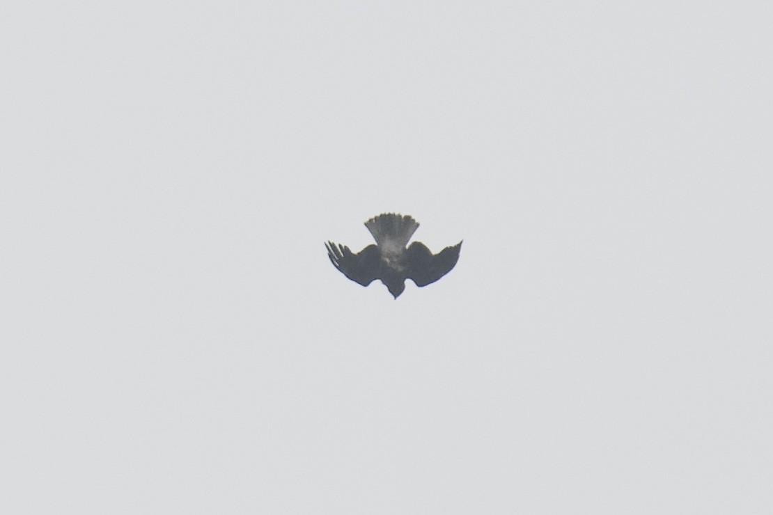 Бахим бүргэд - ML644038289