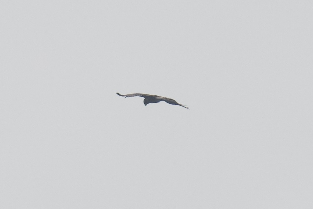 Бахим бүргэд - ML644038290