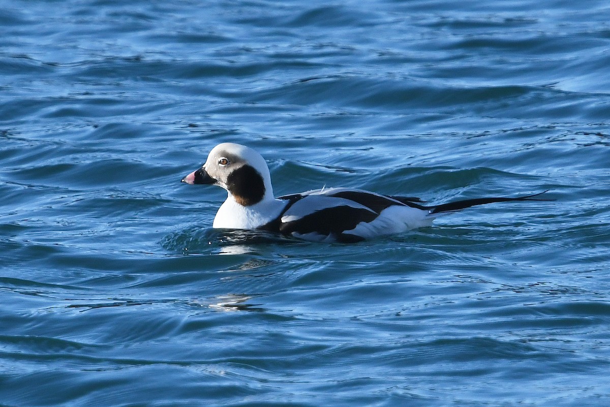 Мөнгөлөг шунгаахай - ML644038291