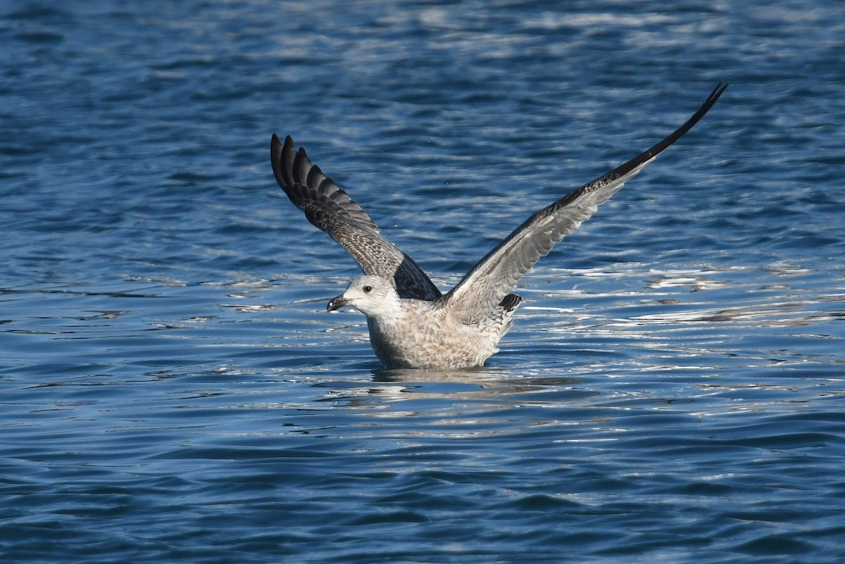 Мөнгөлөг цахлай - ML644038297