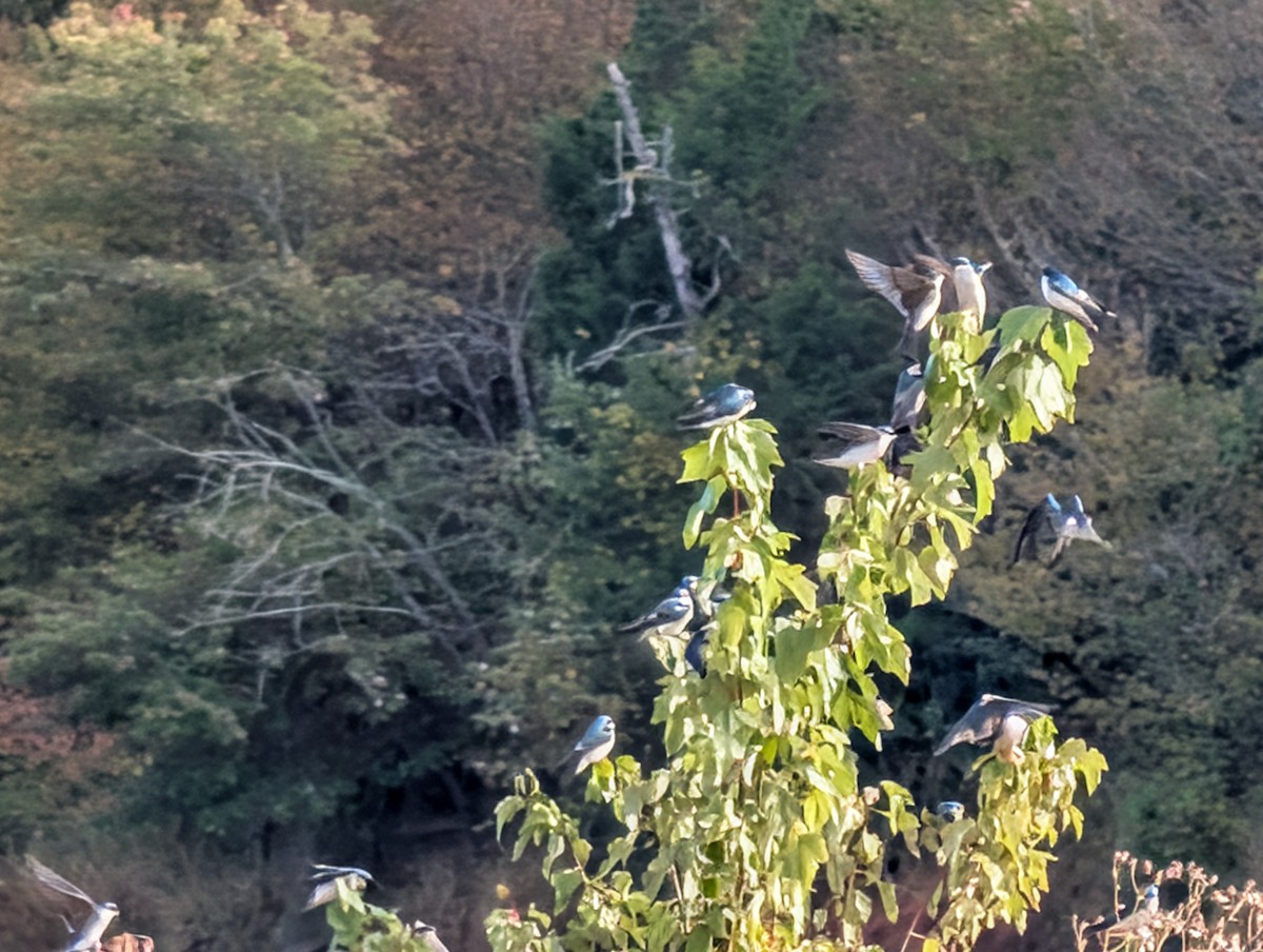 Tree Swallow - ML644038299