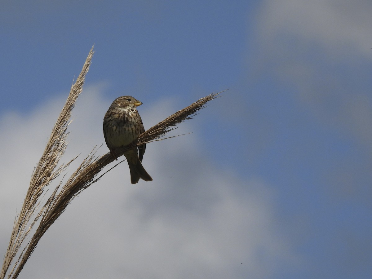 Corn Bunting - ML644038308
