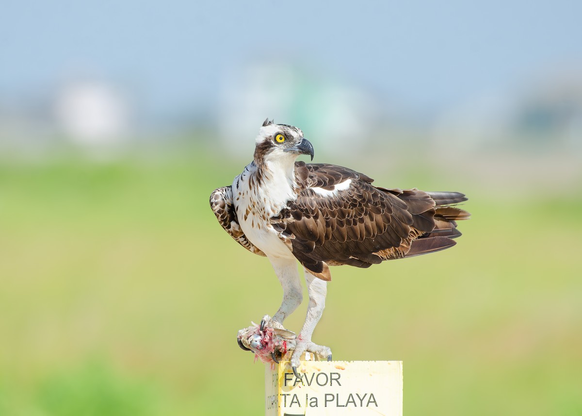 Загасч явлаг - ML644038314