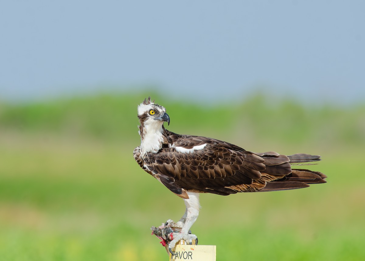 Загасч явлаг - ML644038315