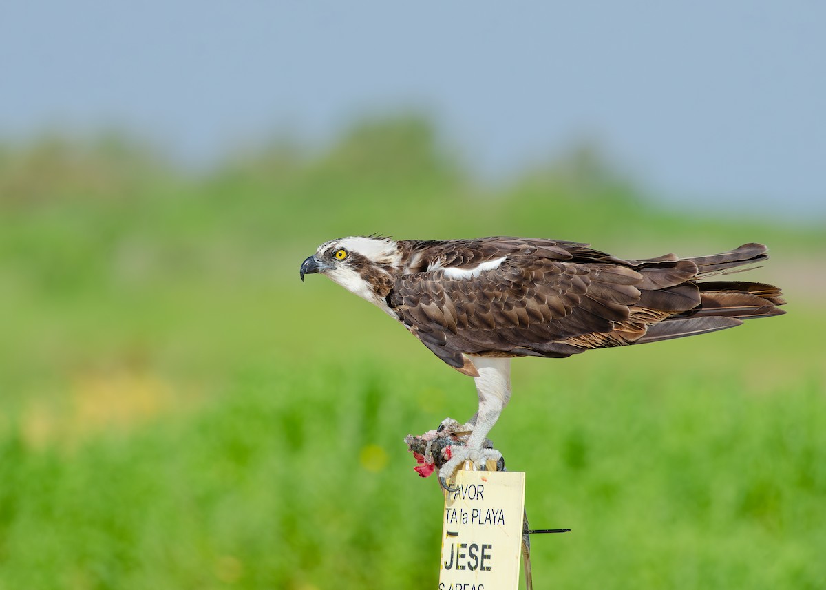 Загасч явлаг - ML644038316