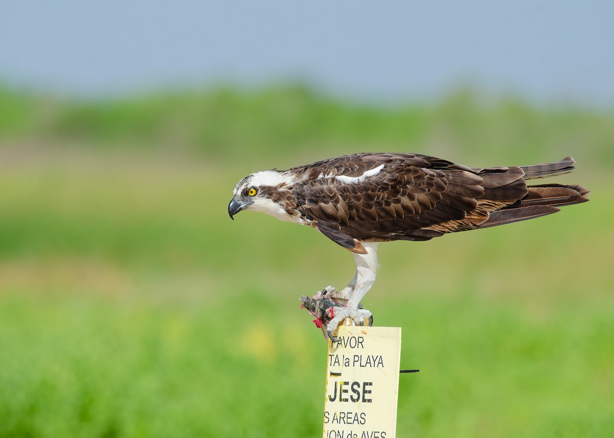 Загасч явлаг - ML644038317