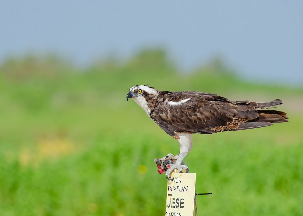 Загасч явлаг - ML644038318