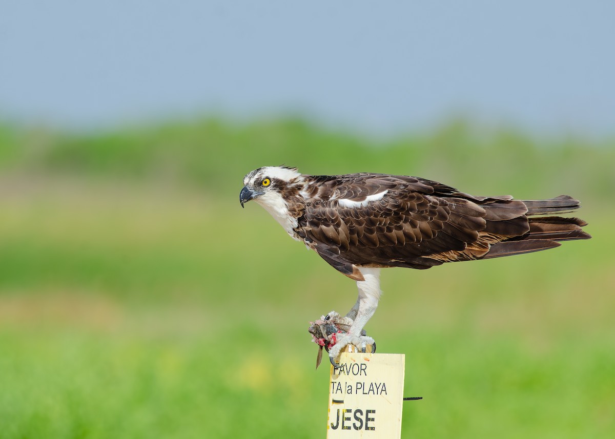 Загасч явлаг - ML644038319