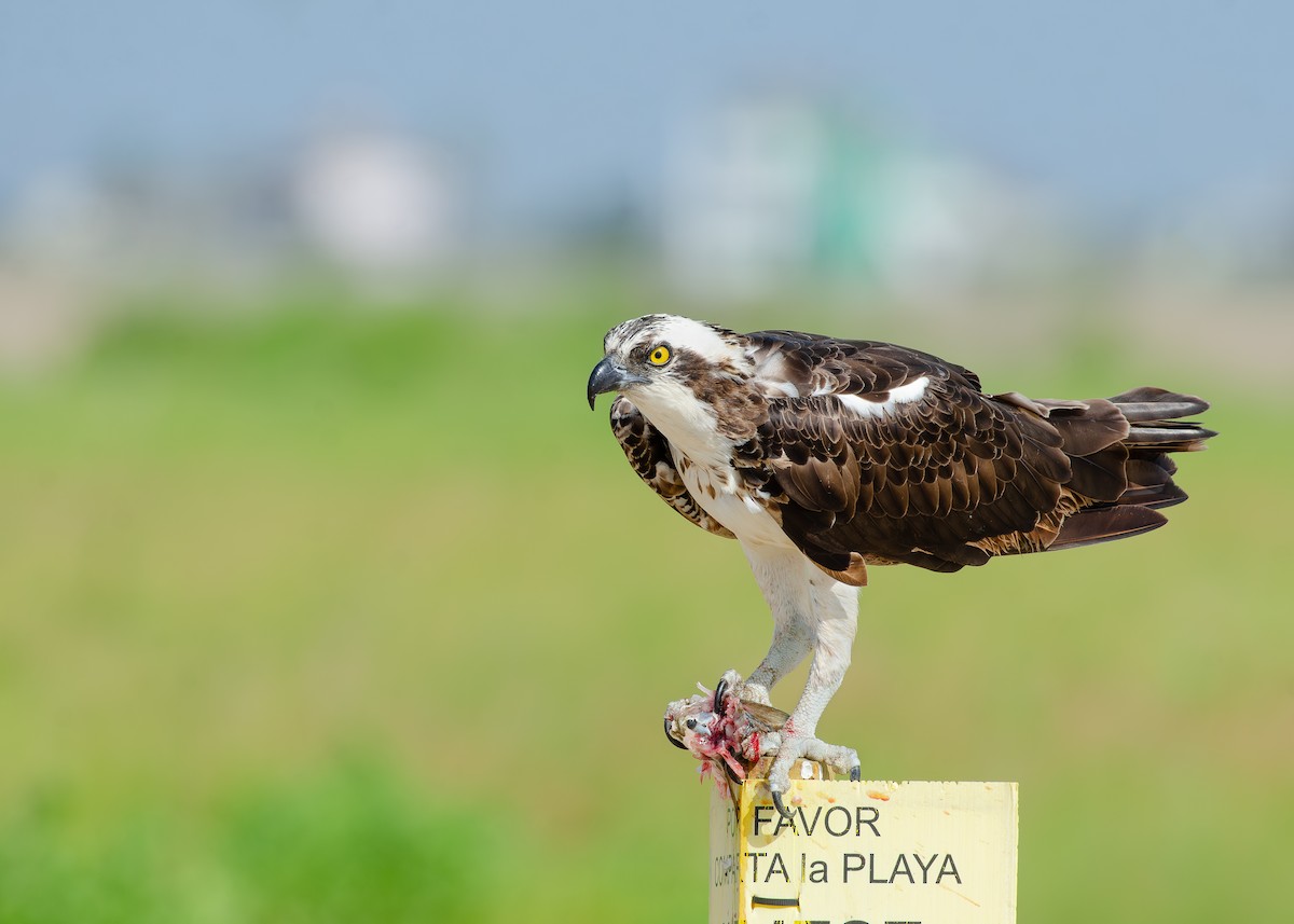 Загасч явлаг - ML644038320