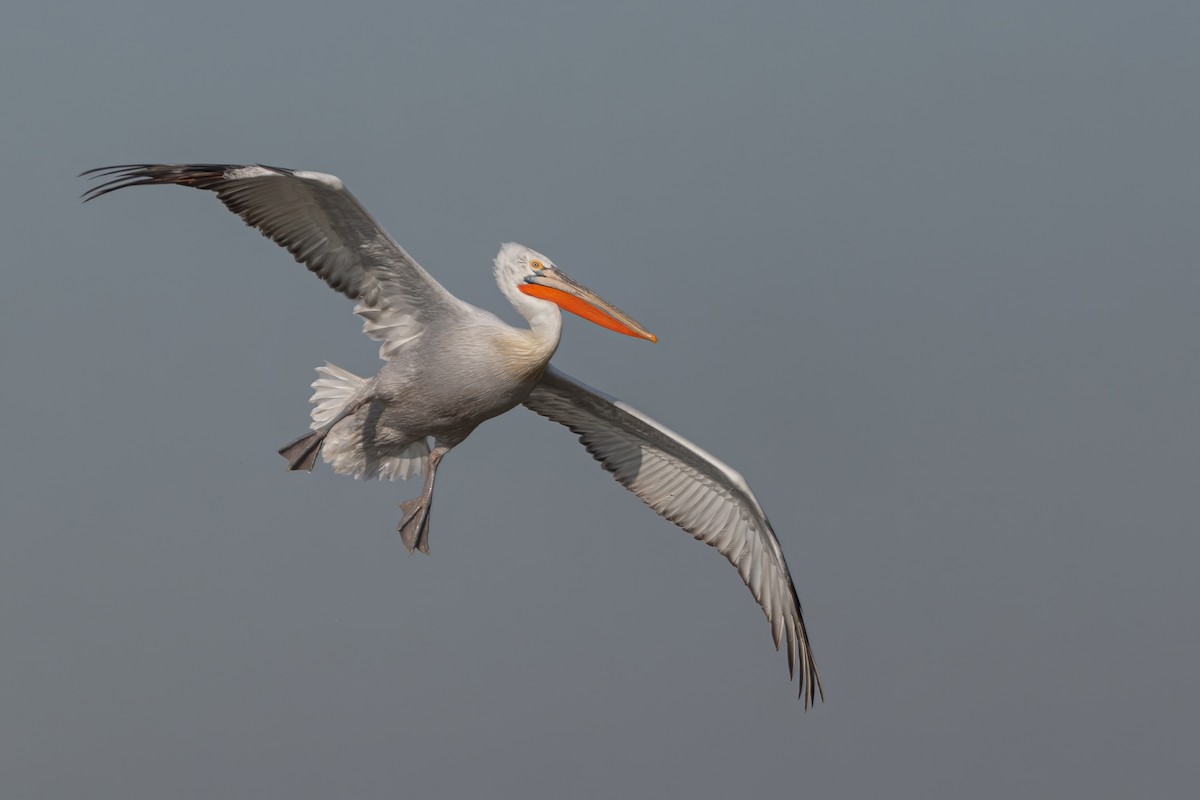 pelikán kadeřavý - ML644038354