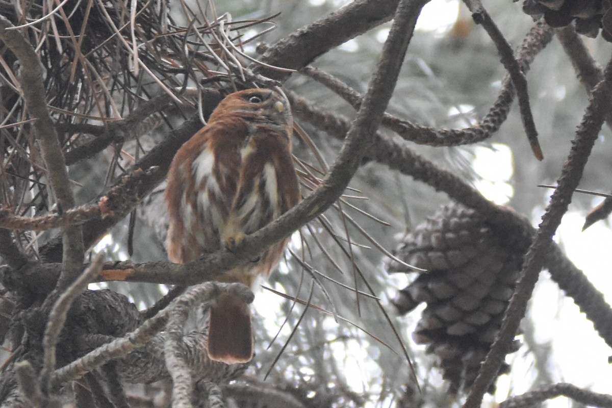 Ferruginous Pygmy-Owl - ML644038356