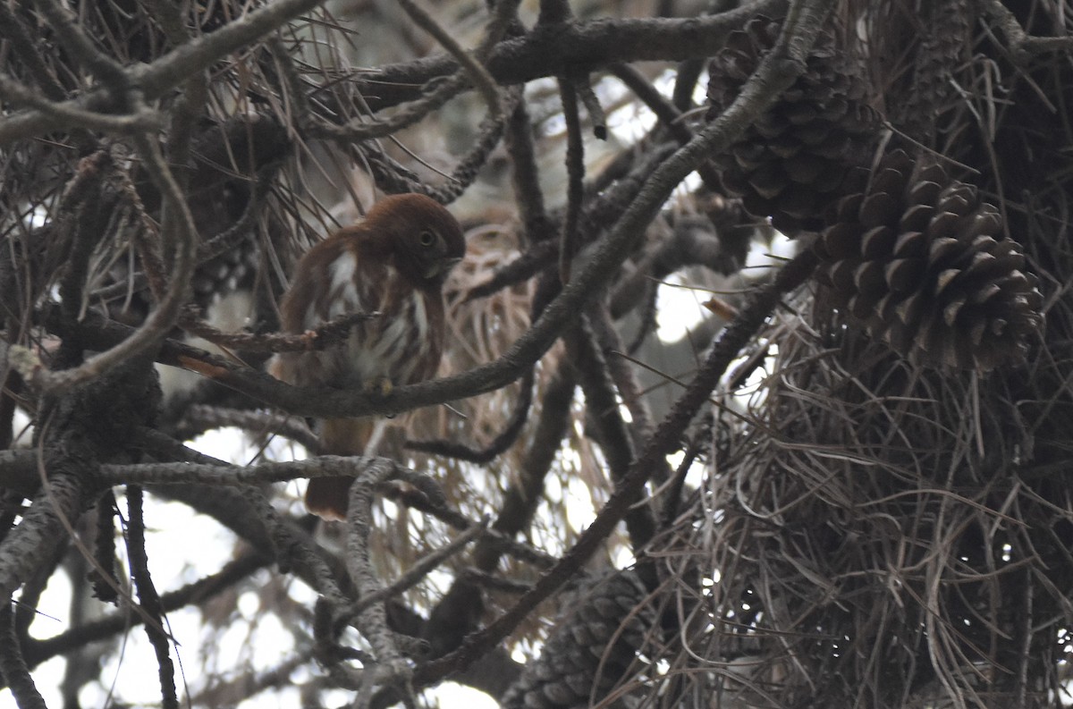 Ferruginous Pygmy-Owl - ML644038357