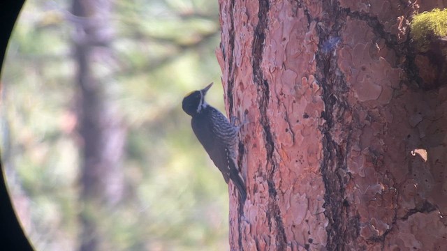 Black-backed Woodpecker - ML644038383