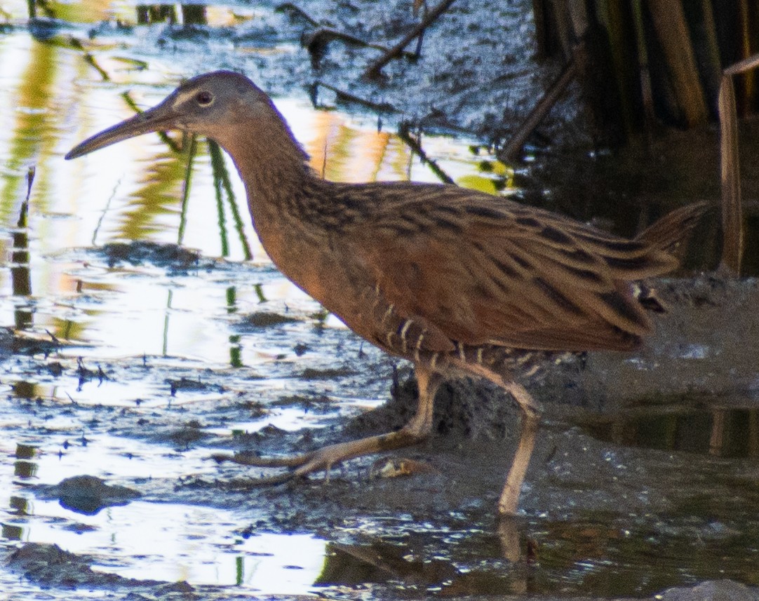 King Rail - ML644038399