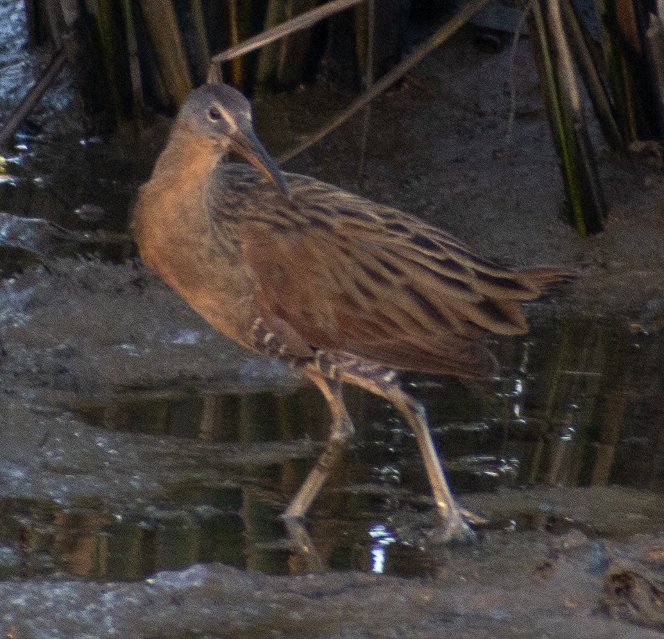 King Rail - ML644038405