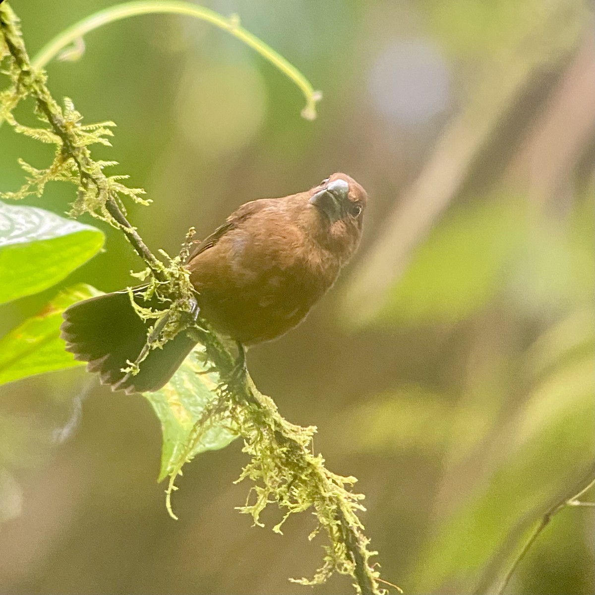 Meksika Çivit Kocabaşı - ML644038407