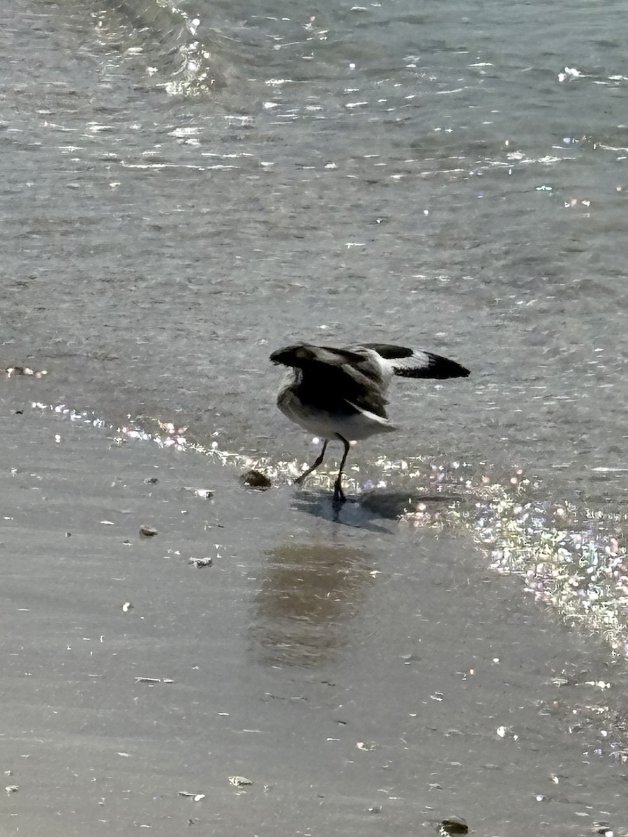 Willet - ML644038409