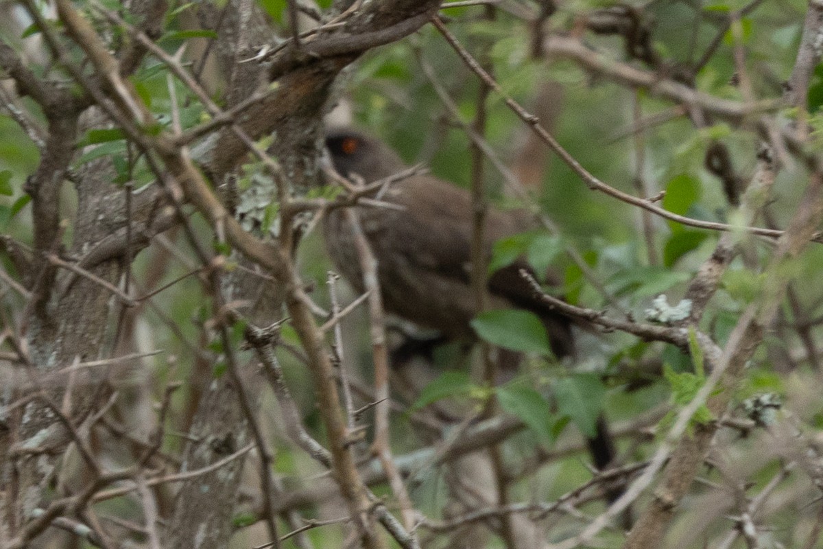 Arrow-marked Babbler - ML644038413