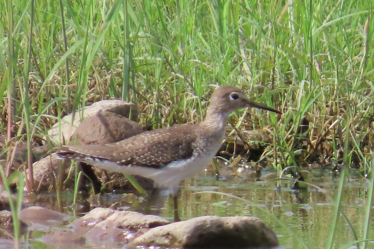 Solitary Sandpiper - ML644038417